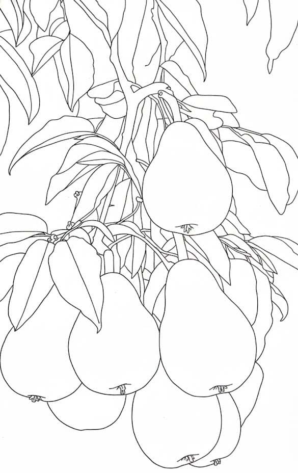 Zeichne Birnen kostenlos für Kinder