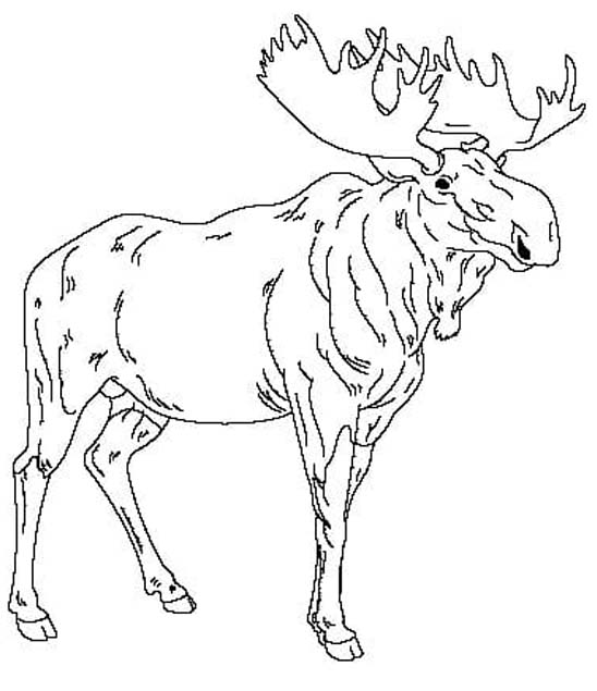 Elch druckbare basisch