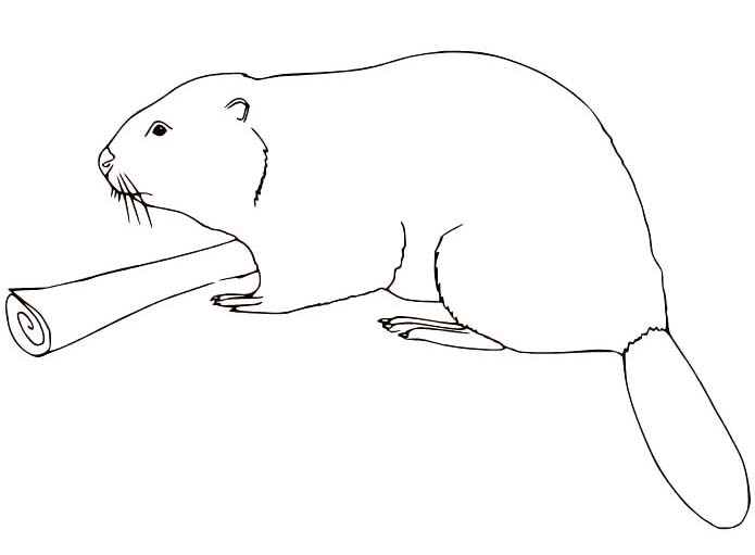 Kostenlos druckbare Biber