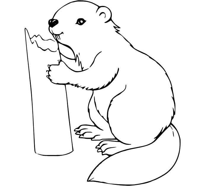 Zeichne Biber kostenlos druckbare schlicht