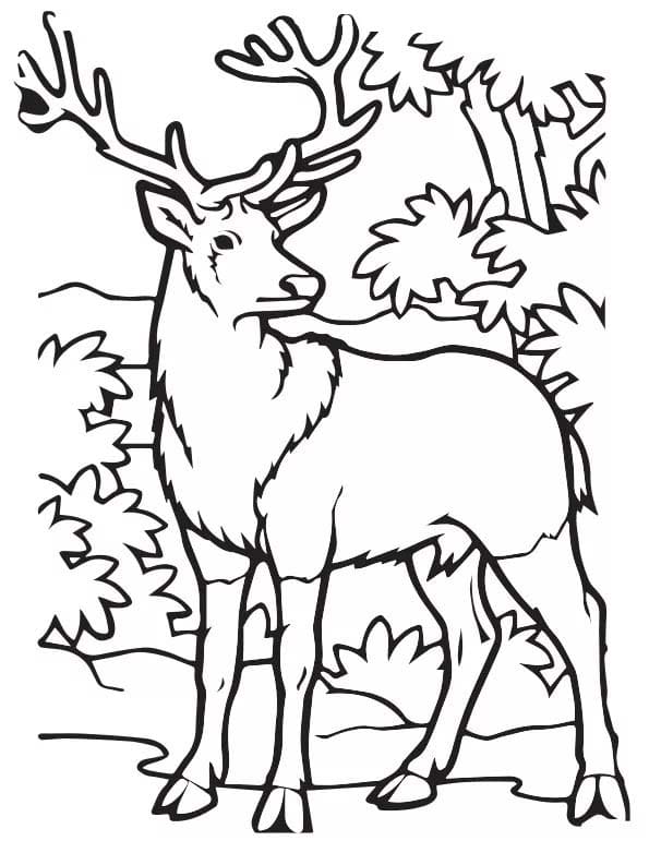 Zeichne Elch zum Ausdrucken