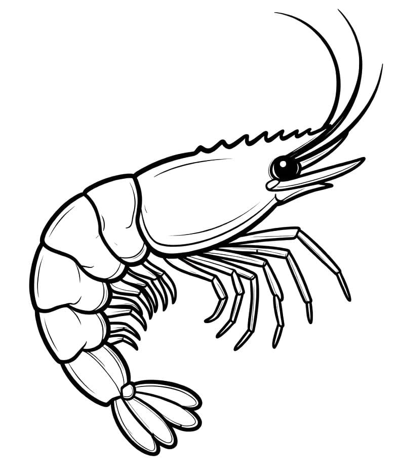 Zeichne Garnele basisch
