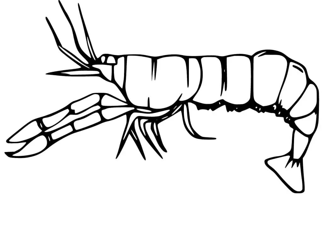 Zeichne Garnele druckbare basisch