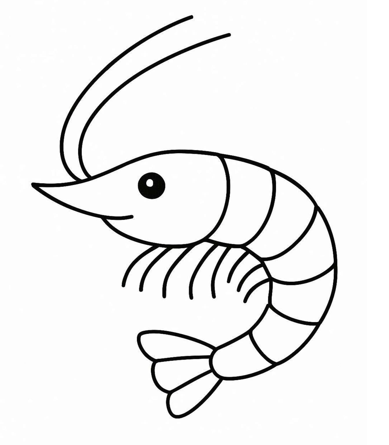 Zeichne Garnele druckbare schlicht