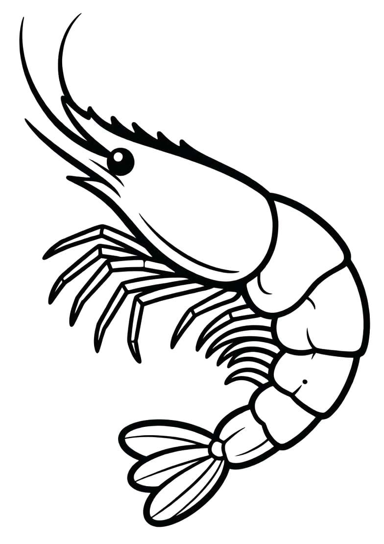 Zeichne Garnele einfach