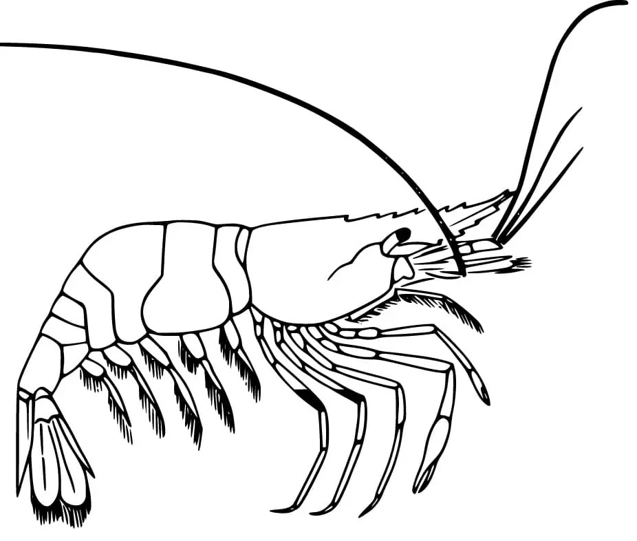 Zeichne Garnele für Kinder