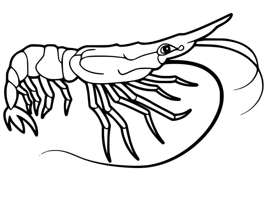 Zeichne Garnele schlicht