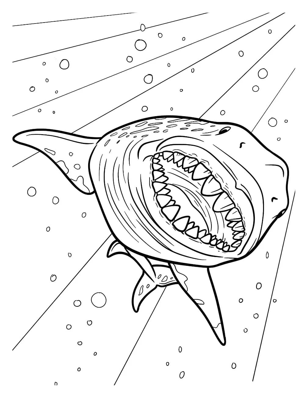 Zeichne Megalodon druckbare basisch