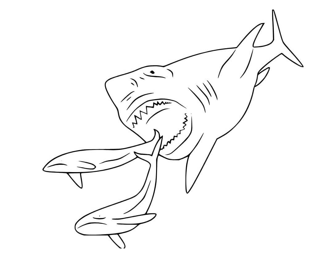 Zeichne Megalodon kostenlos schlicht