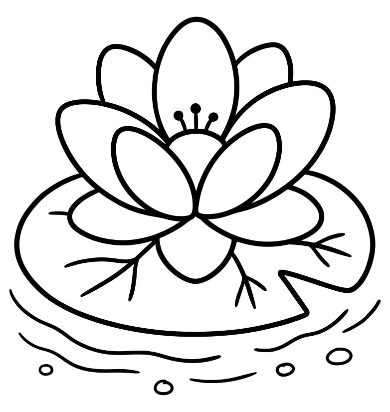 Seerose zum Ausdrucken