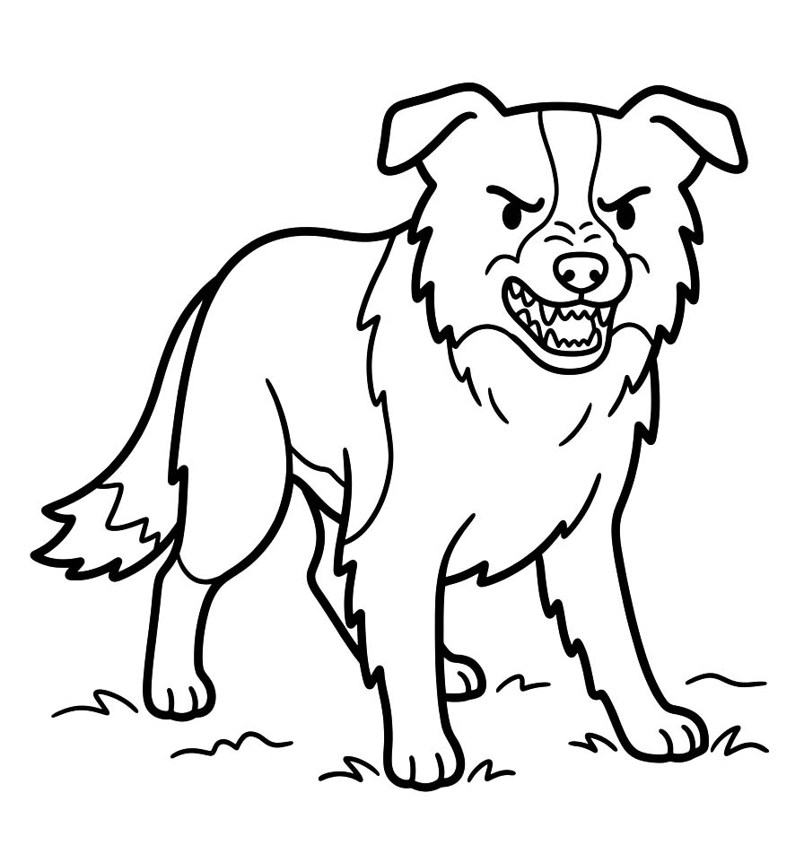 Border Collie kostenlos einfach