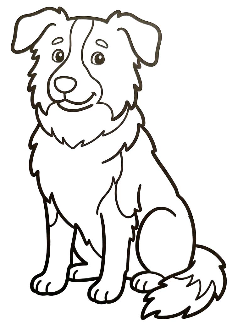 Border Collie kostenlos schlicht