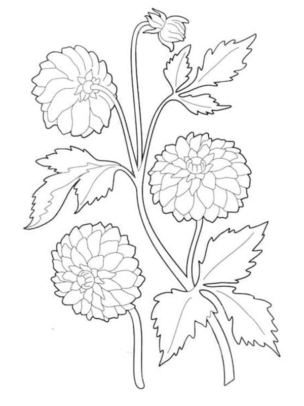 Dahlie druckbare für Kinder coloring page