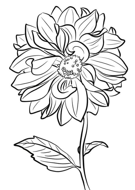 Dahlie druckbare schlicht coloring page