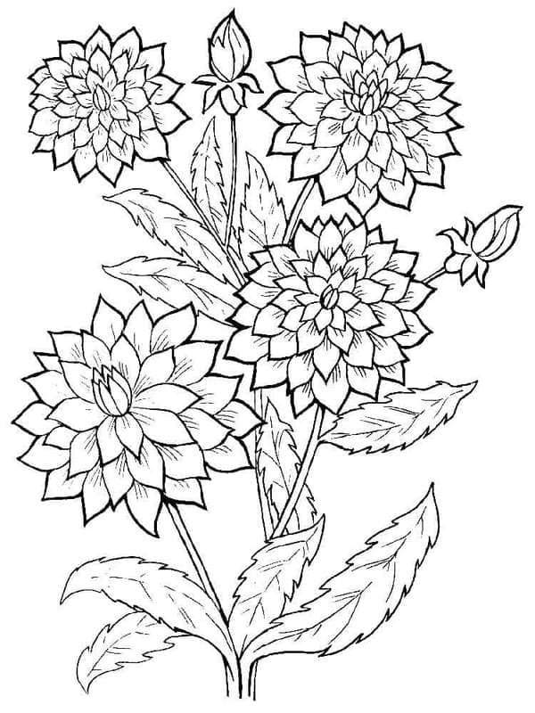 Dahlie kostenlos basisch coloring page