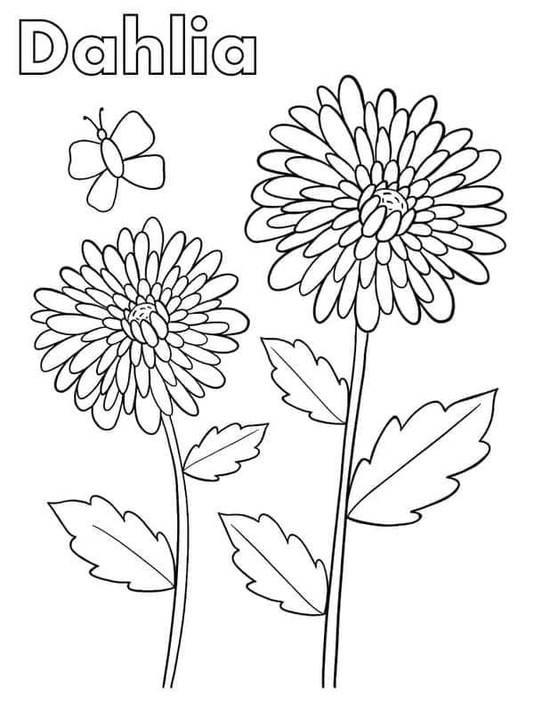 Dahlie kostenlos druckbare basisch coloring page