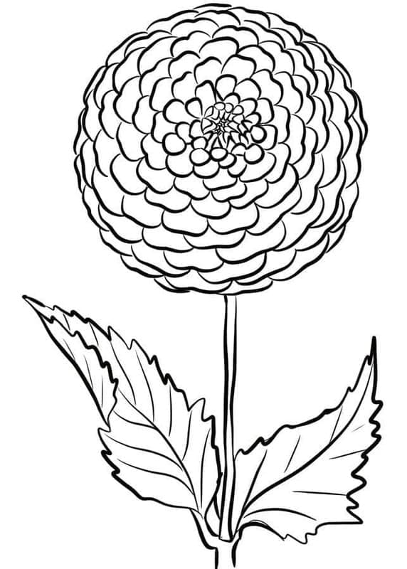 Dahlie kostenlos druckbare für Kinder coloring page