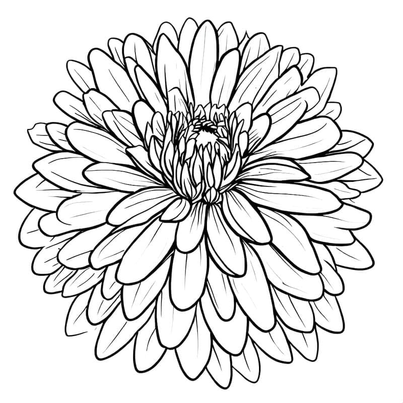Dahlie kostenlos einfach coloring page