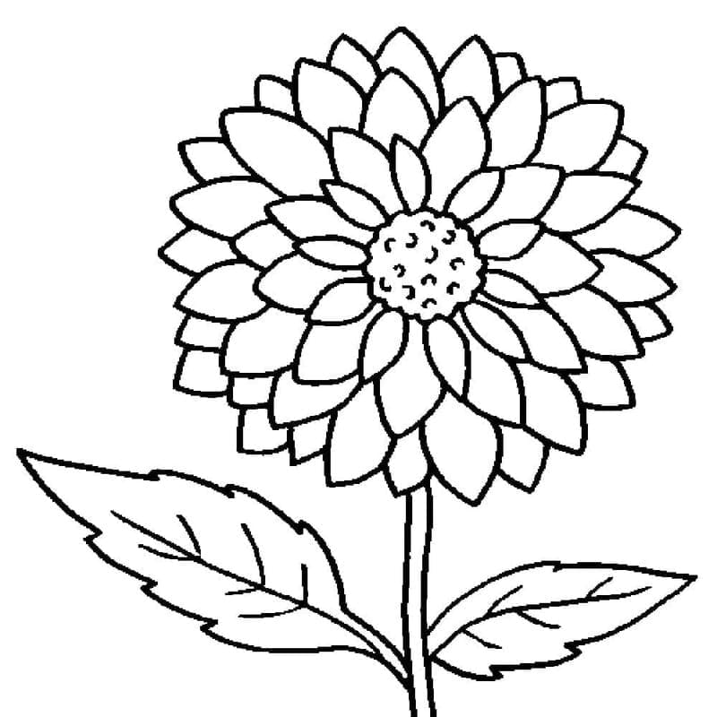 Dahlie zum Ausdrucken für Kinder coloring page