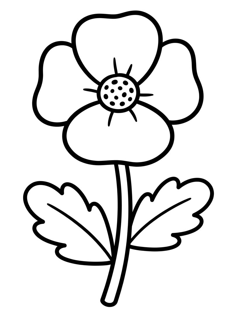 Druckbare Mohnblumen