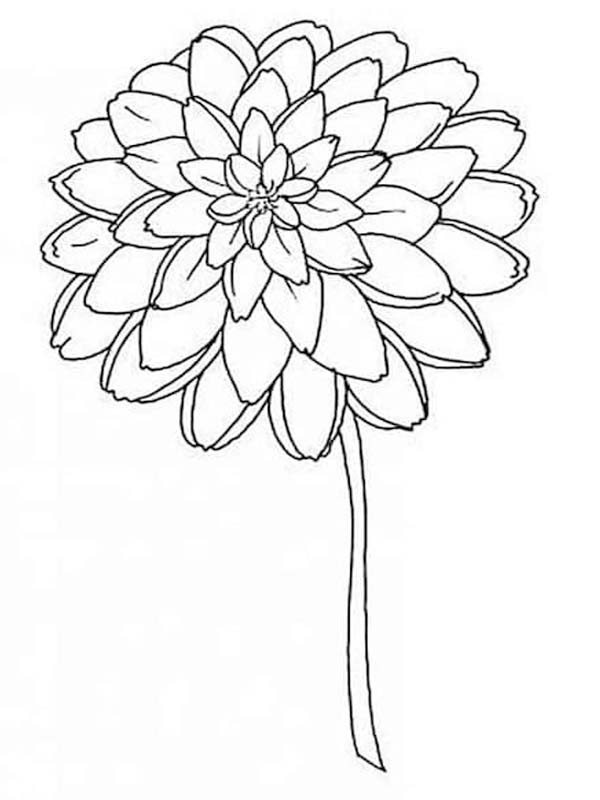 Kostenlos Dahlie coloring page