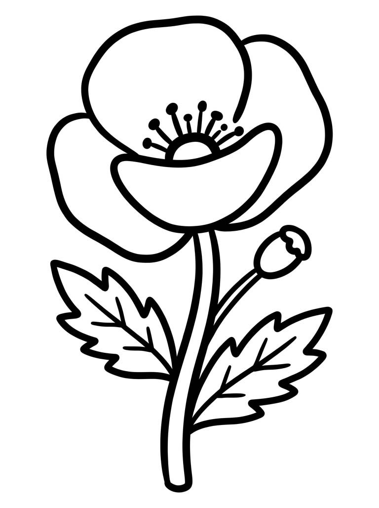 Kostenlos Mohnblumen