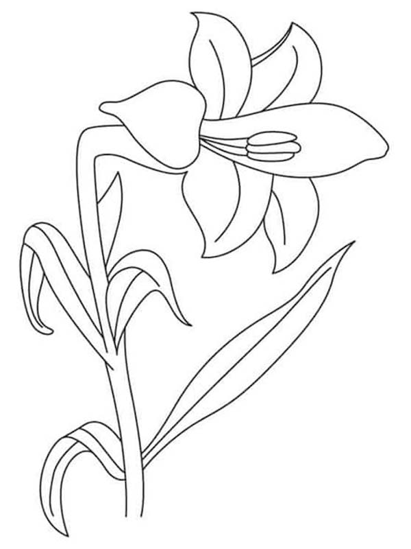 Lilien kostenlos basisch