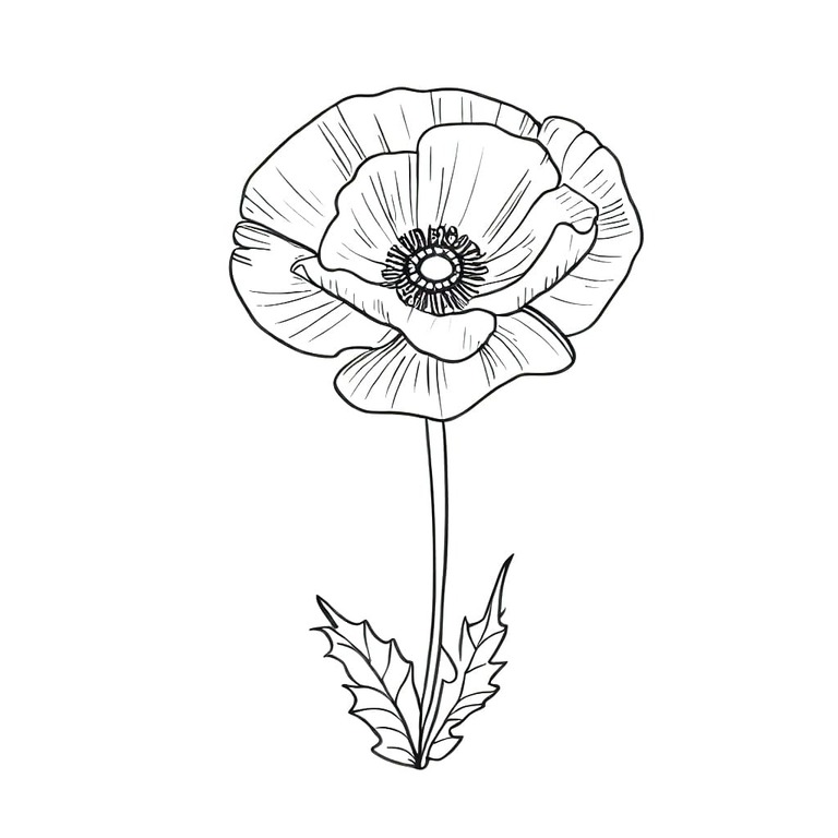 Mohnblumen druckbare basisch