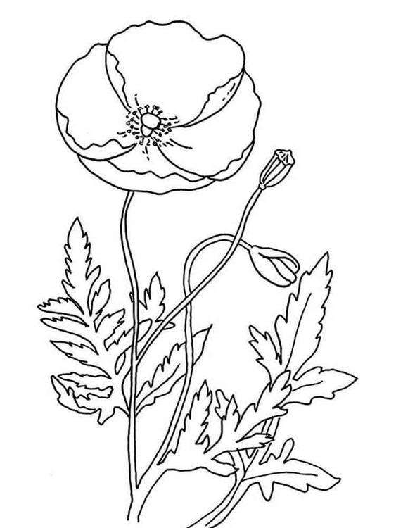 Mohnblumen druckbare schlicht