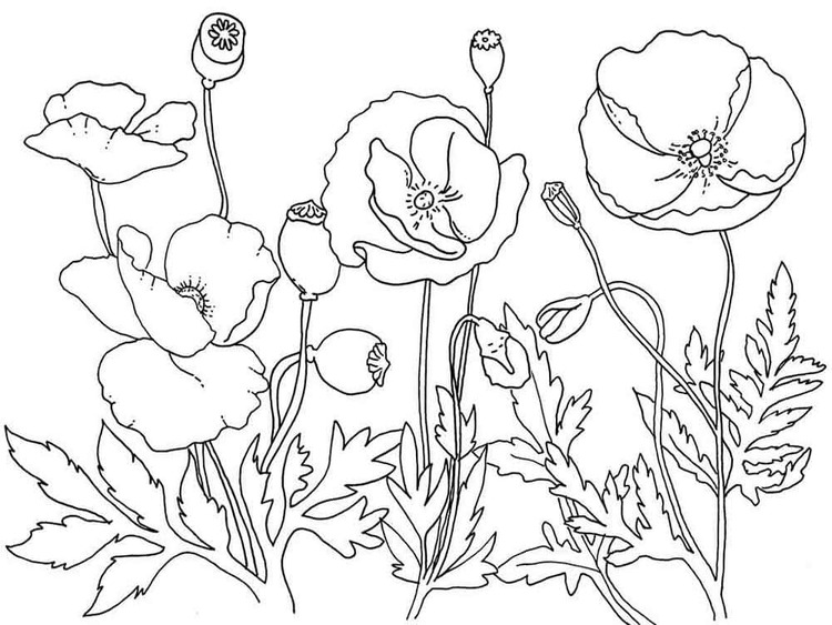 Mohnblumen kostenlos basisch