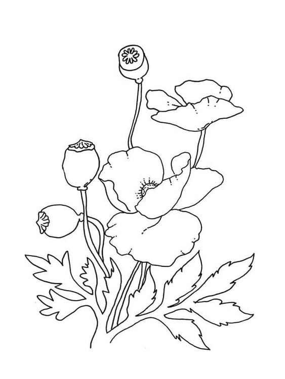 Mohnblumen kostenlos druckbare basisch
