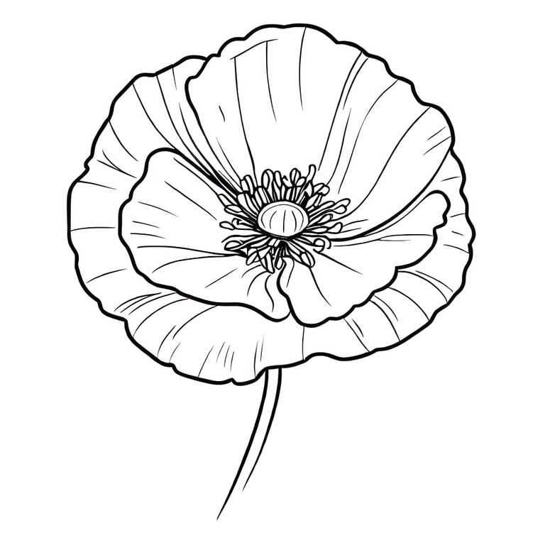 Mohnblumen kostenlos druckbare schlicht