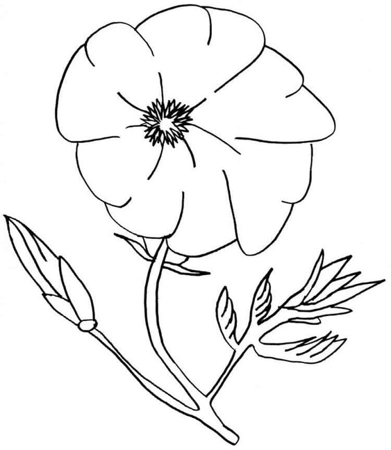 Mohnblumen kostenlos schlicht