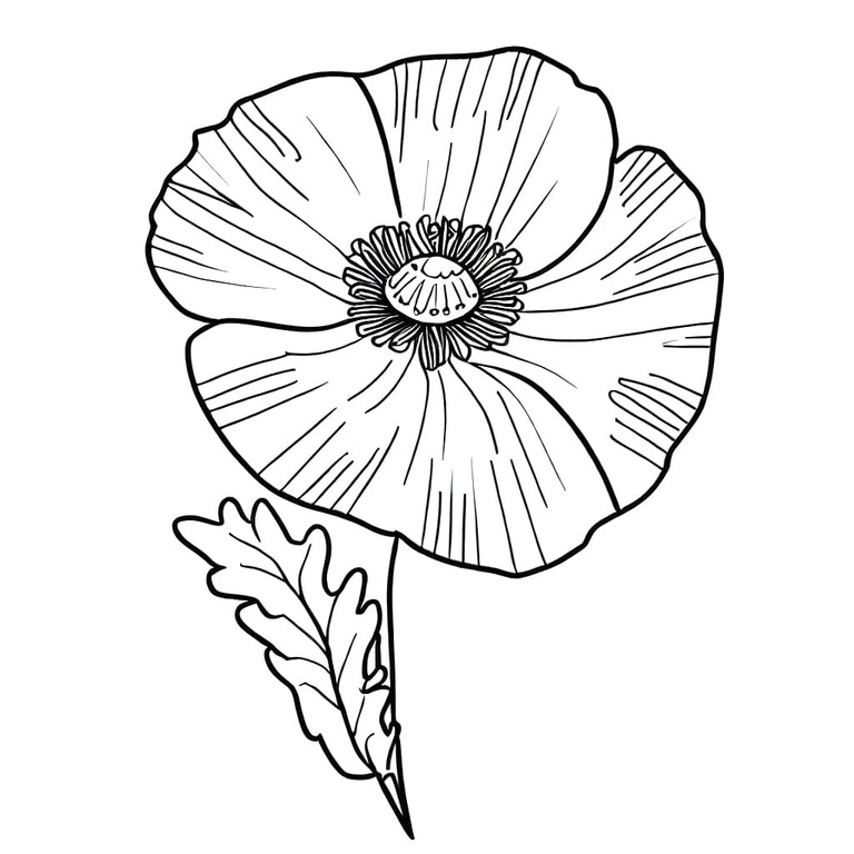 Mohnblumen zum Ausdrucken