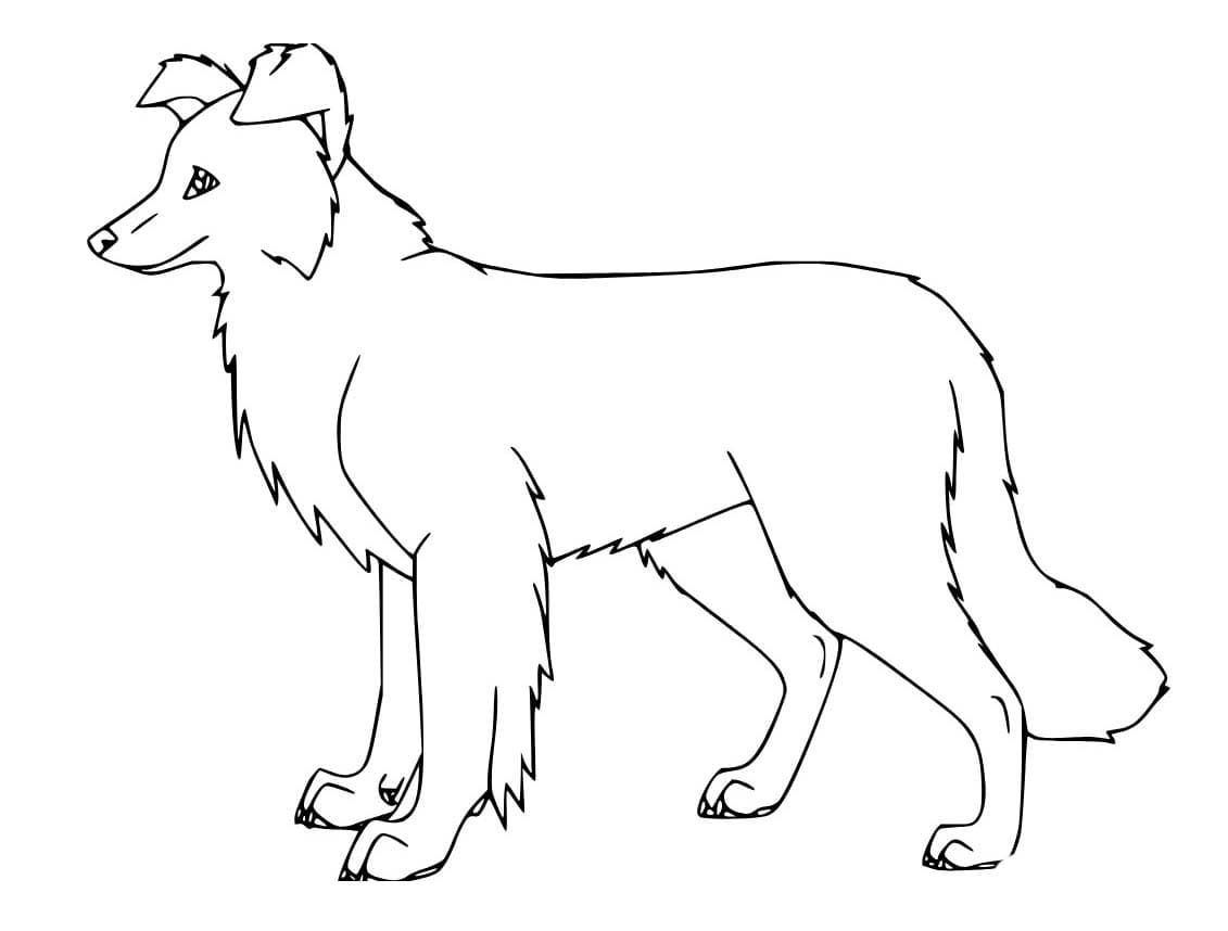 Zeichne Border Collie für Kinder