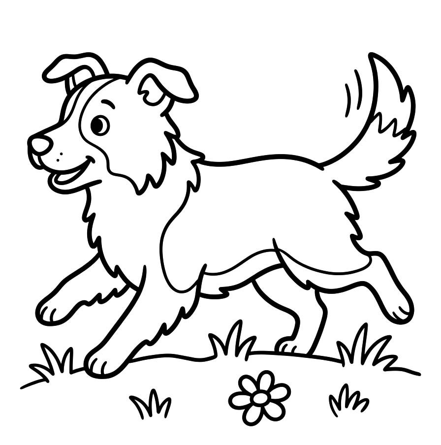 Zeichne Border Collie kostenlos für Kinder