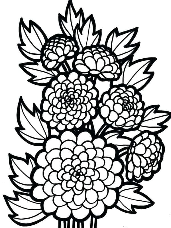 Zeichne Dahlie coloring page