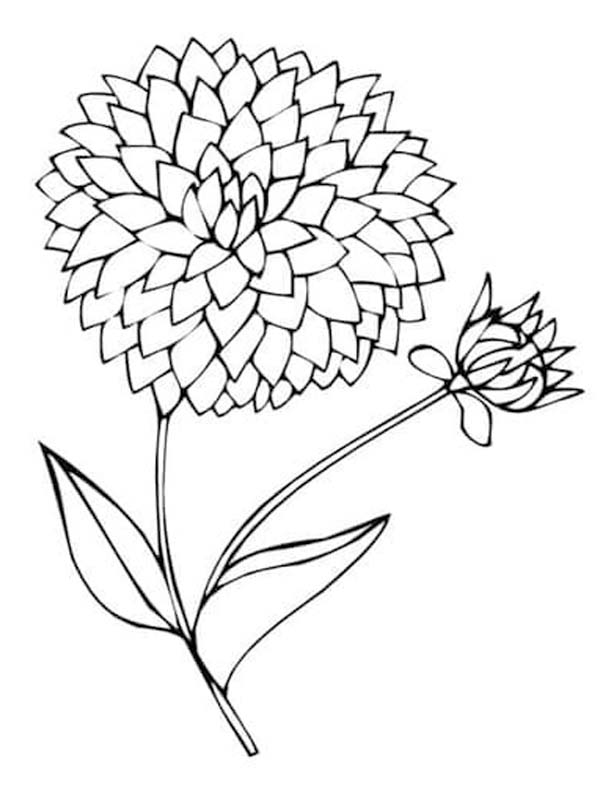 Zeichne Dahlie druckbare basisch coloring page