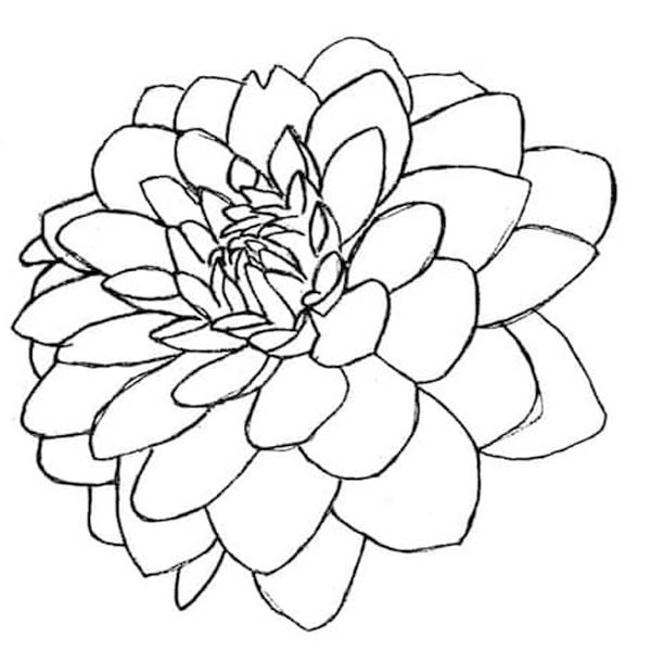 Zeichne Dahlie kostenlos basisch coloring page