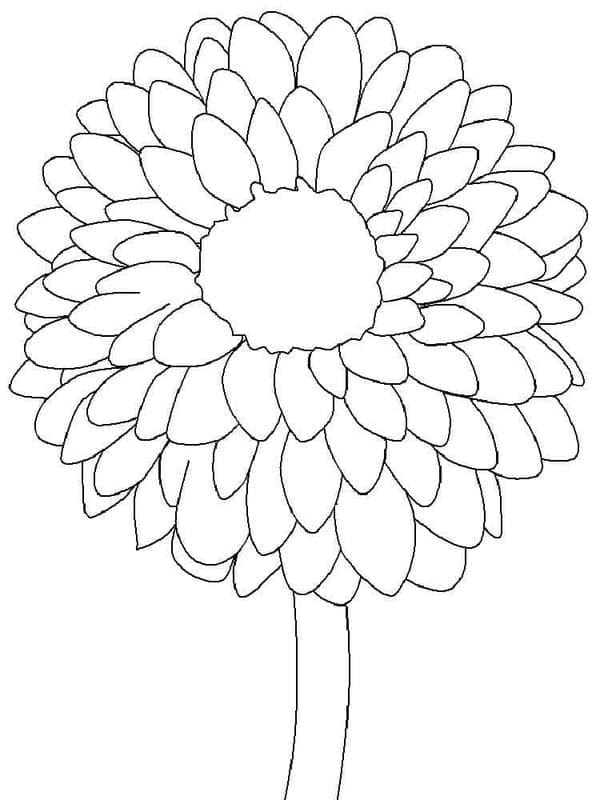Zeichne Dahlie kostenlos für Kinder coloring page
