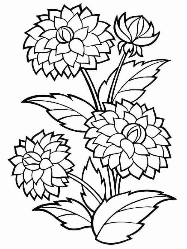 Zeichne Dahlie kostenlos schlicht coloring page