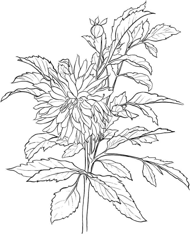 Zeichne Dahlie zum Ausdrucken coloring page