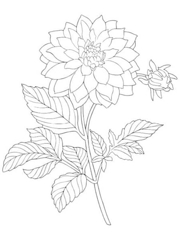 Zeichne Dahlie zum Ausdrucken für Kinder coloring page
