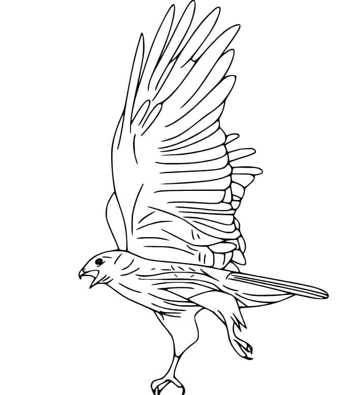 Zeichne Falken