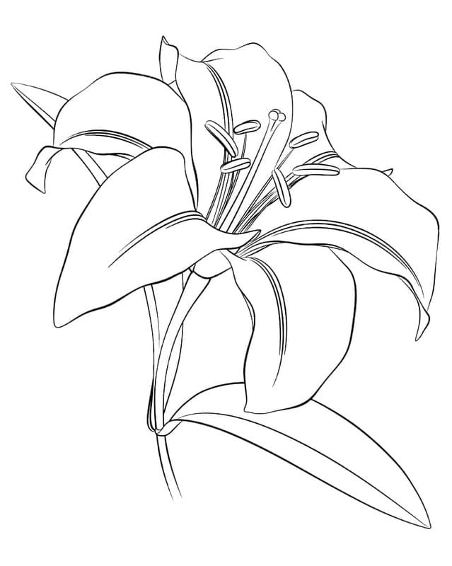 Zeichne Lilien kostenlos druckbare basisch