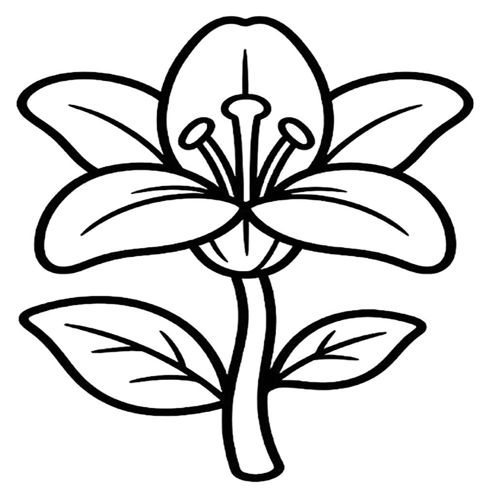 Zeichne Lilien kostenlos druckbare einfach
