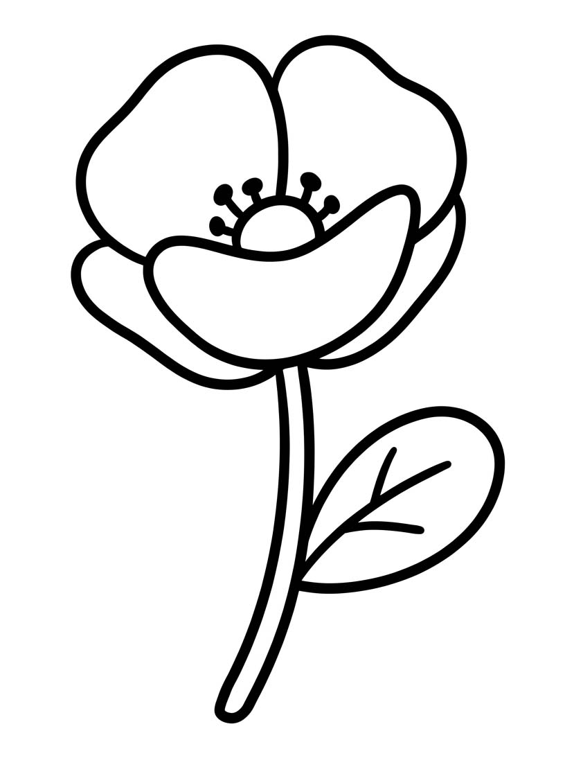 Zeichne Mohnblumen basisch