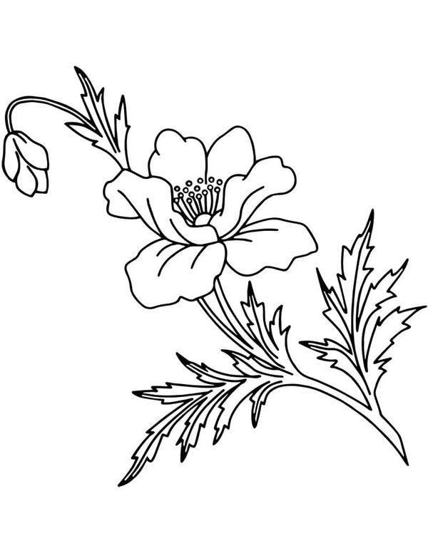 Zeichne Mohnblumen druckbare basisch