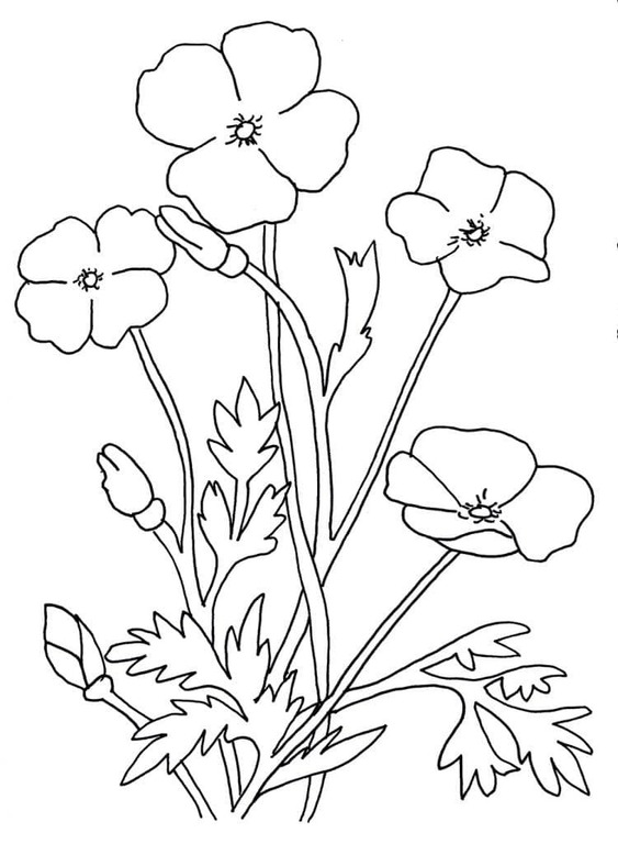 Zeichne Mohnblumen druckbare einfach
