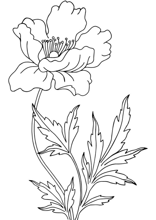 Zeichne Mohnblumen kostenlos druckbare einfach